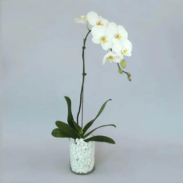 Phalaenopsis Orchid Plant - With A Graceful Vase